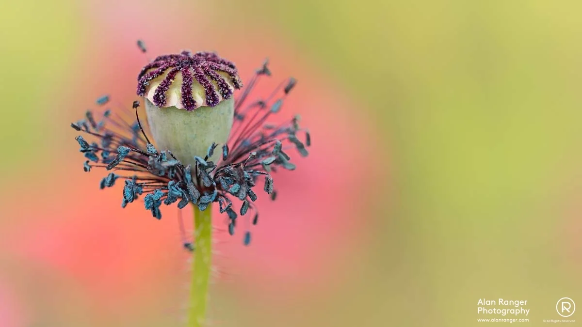 poppy seed head