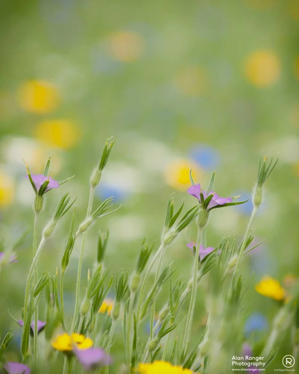 Snowshill Lavender Farm - 6