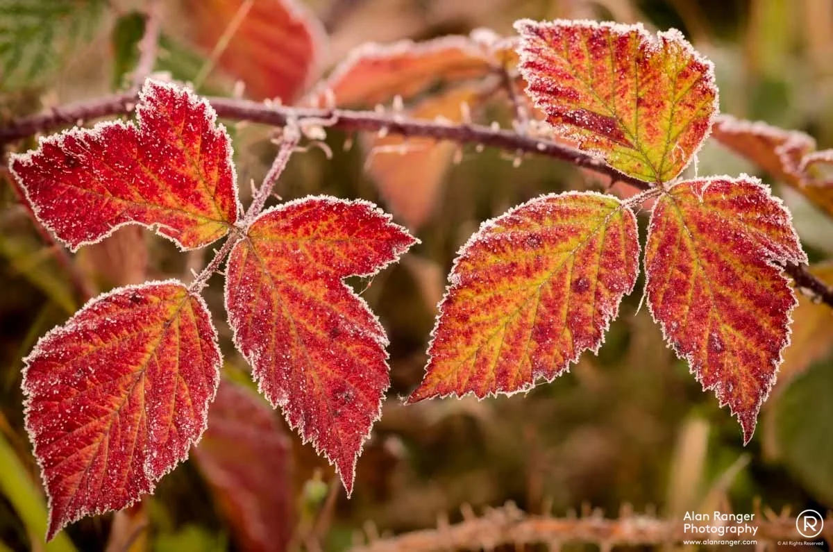 sugar coated leaves