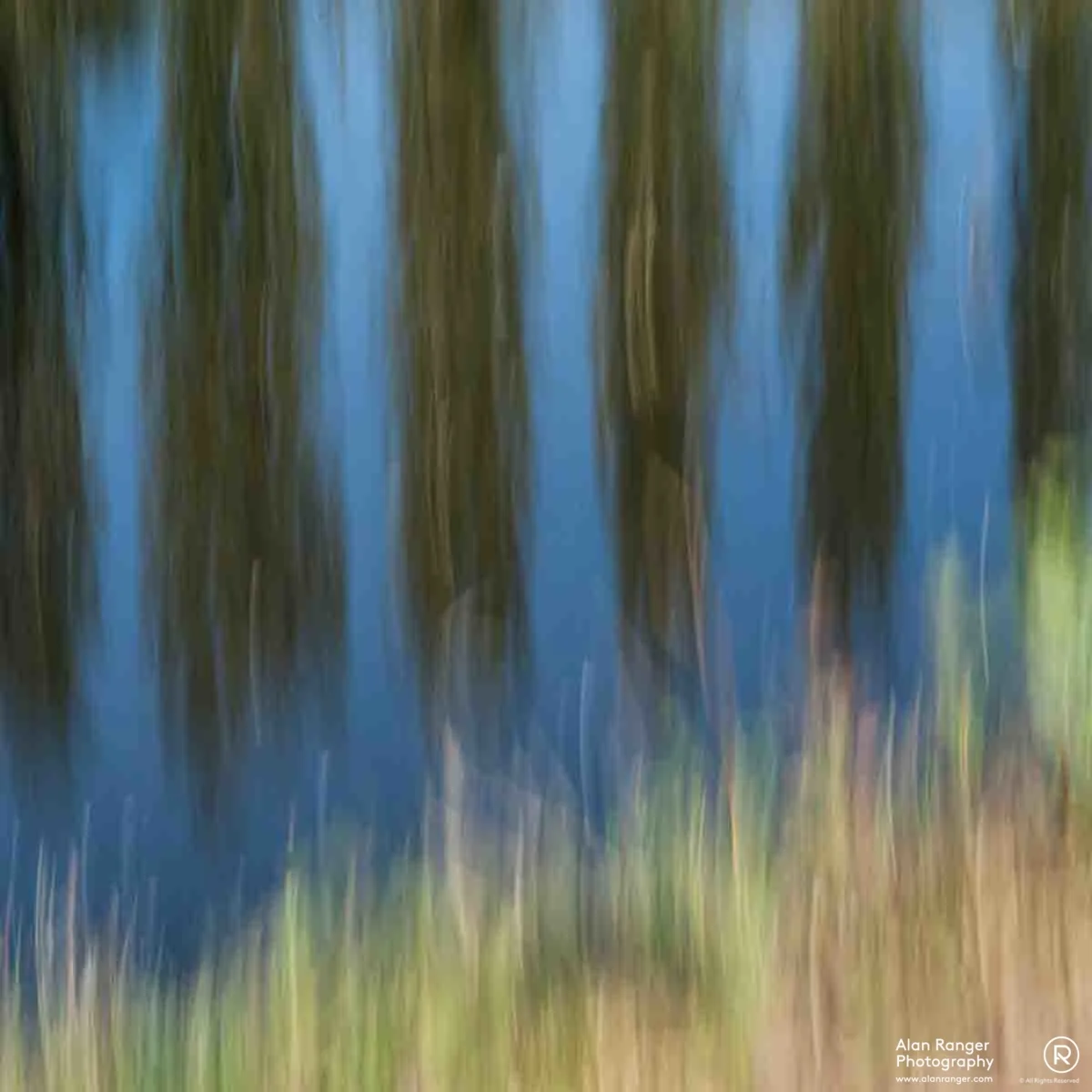 tree pan