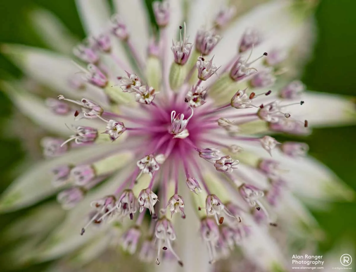 astrantia burst II