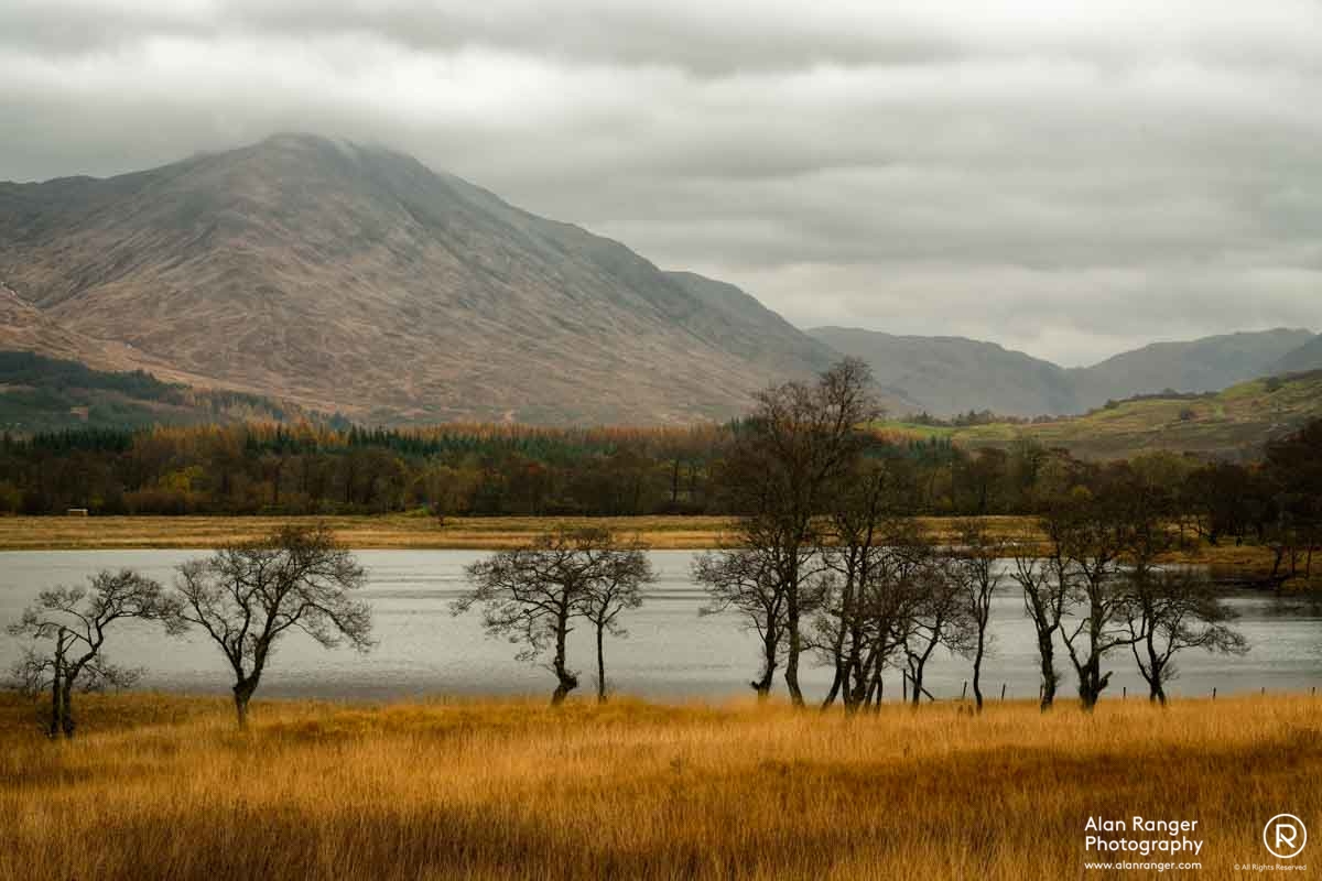 Tree Line