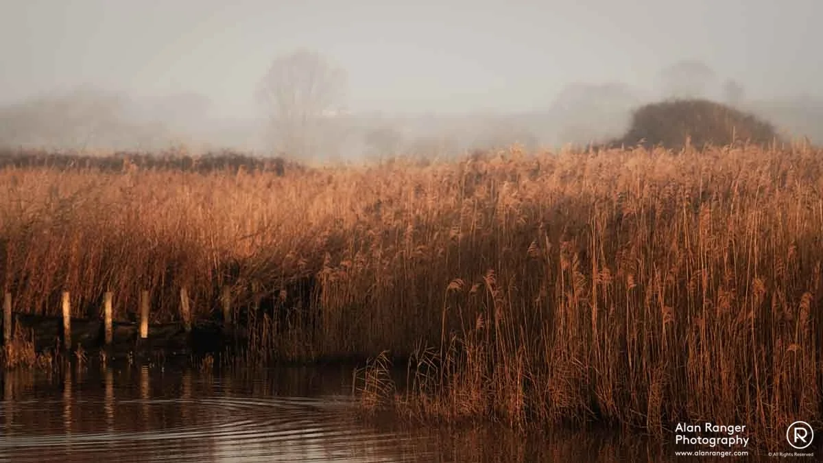 Tea Room Reedbed