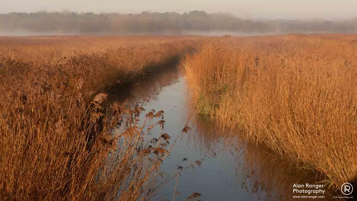hen reedbed