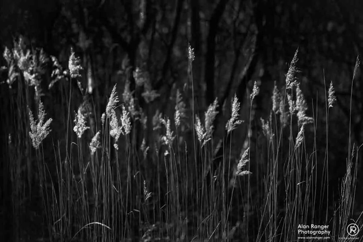 reeds II