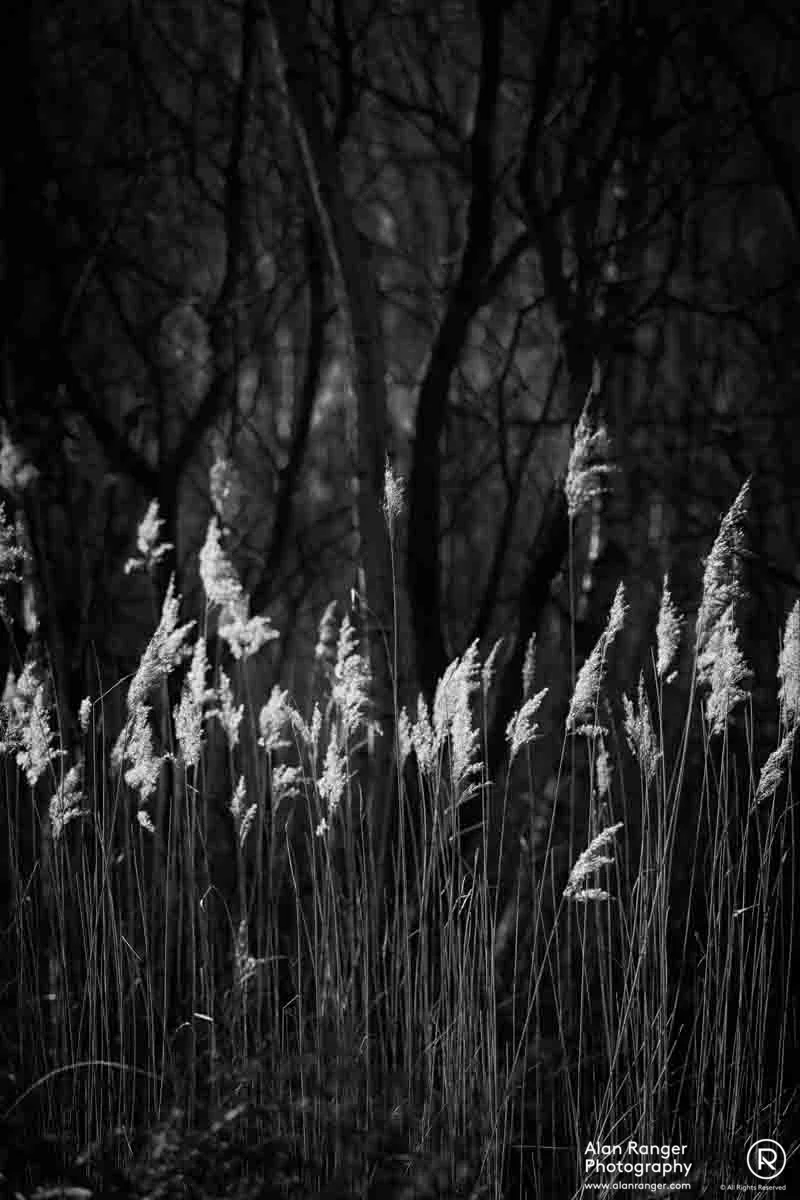 reeds