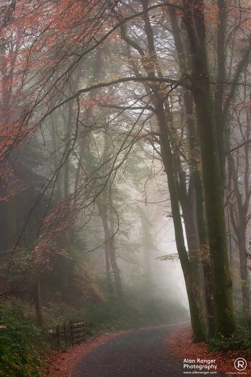 Vyrnwy Fog