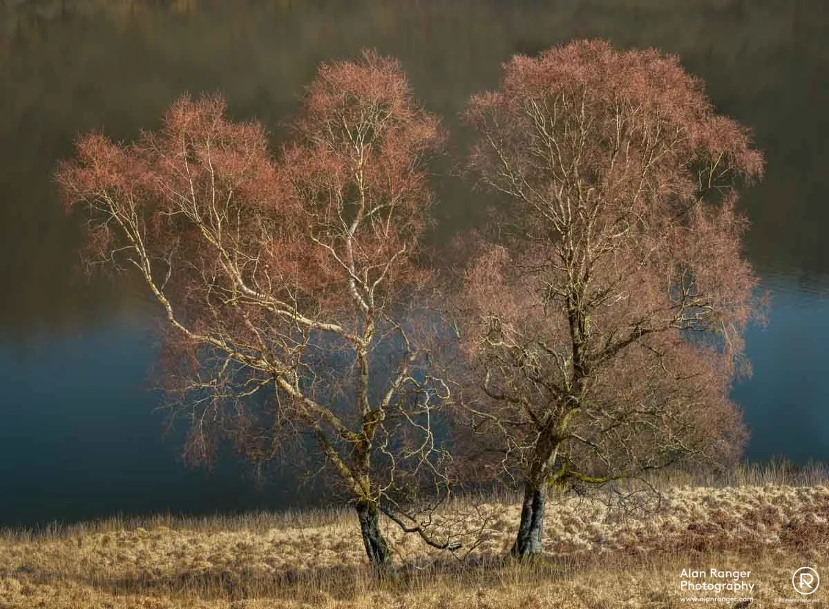 two trees