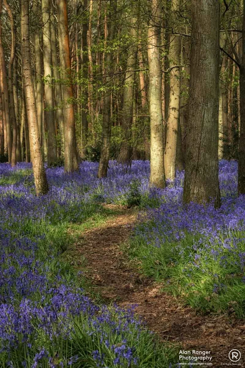 blubells 1