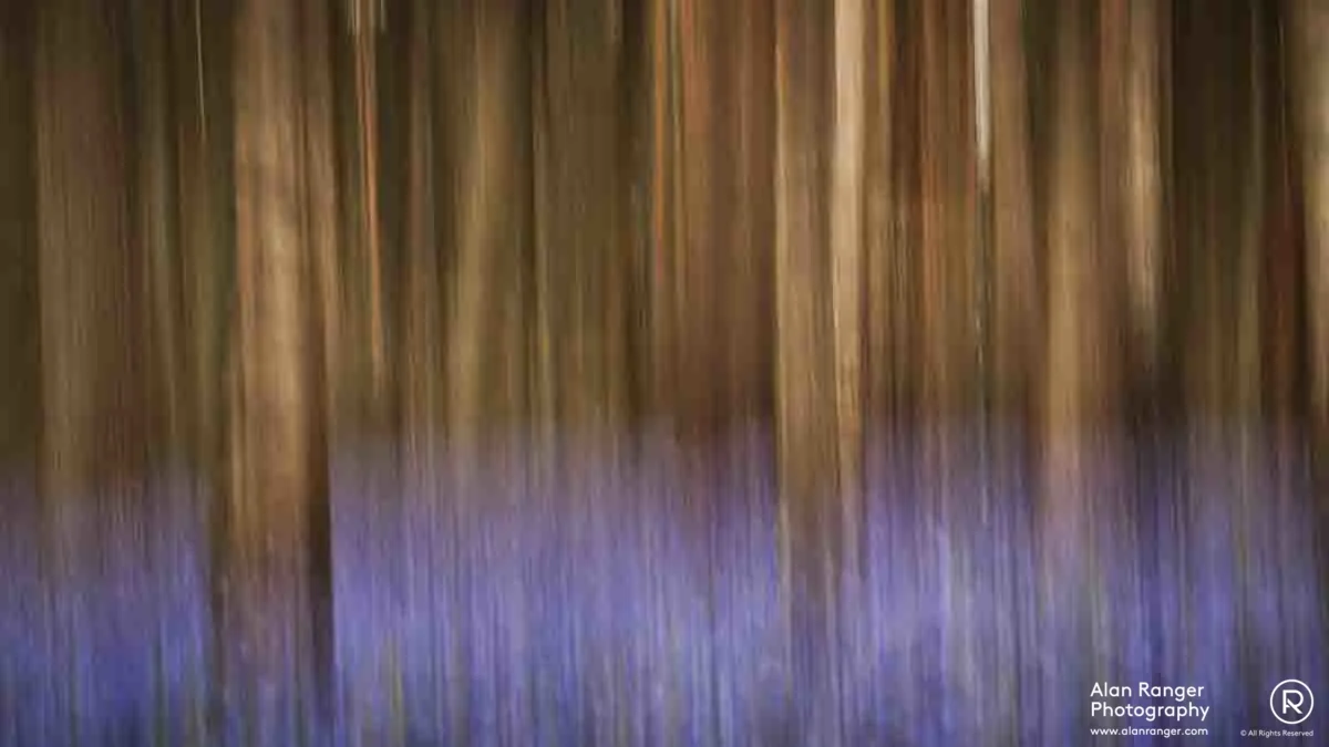 bluebell blur