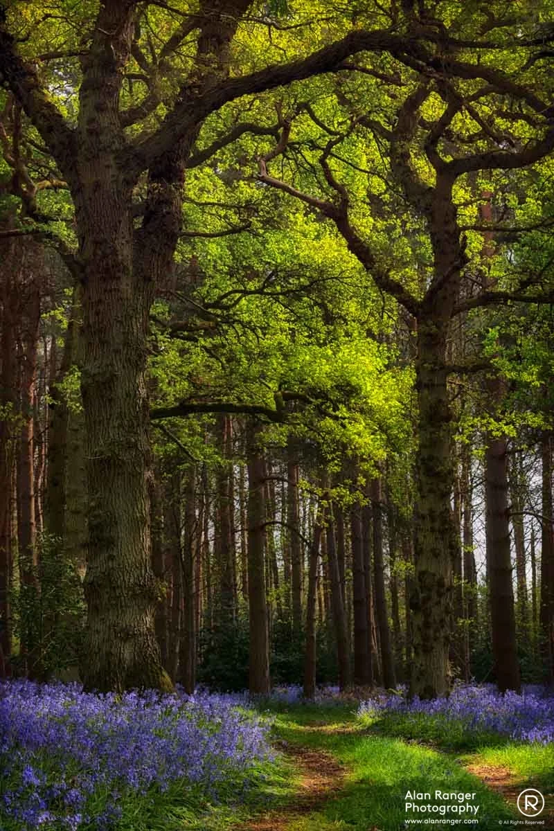 bluebell Woods 2019 1