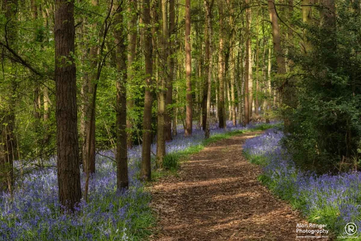 bluebells 3