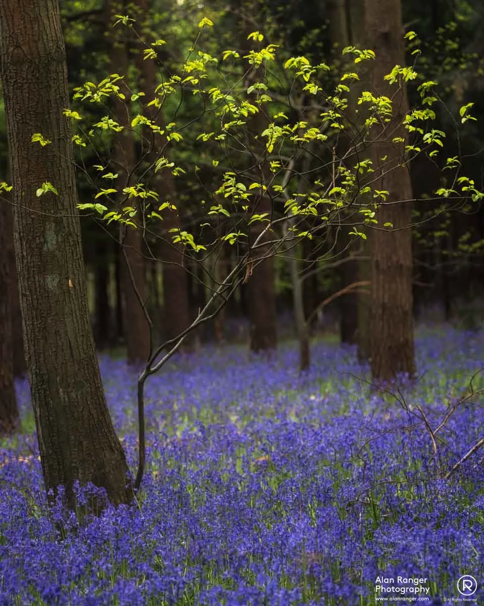 bluebells 5