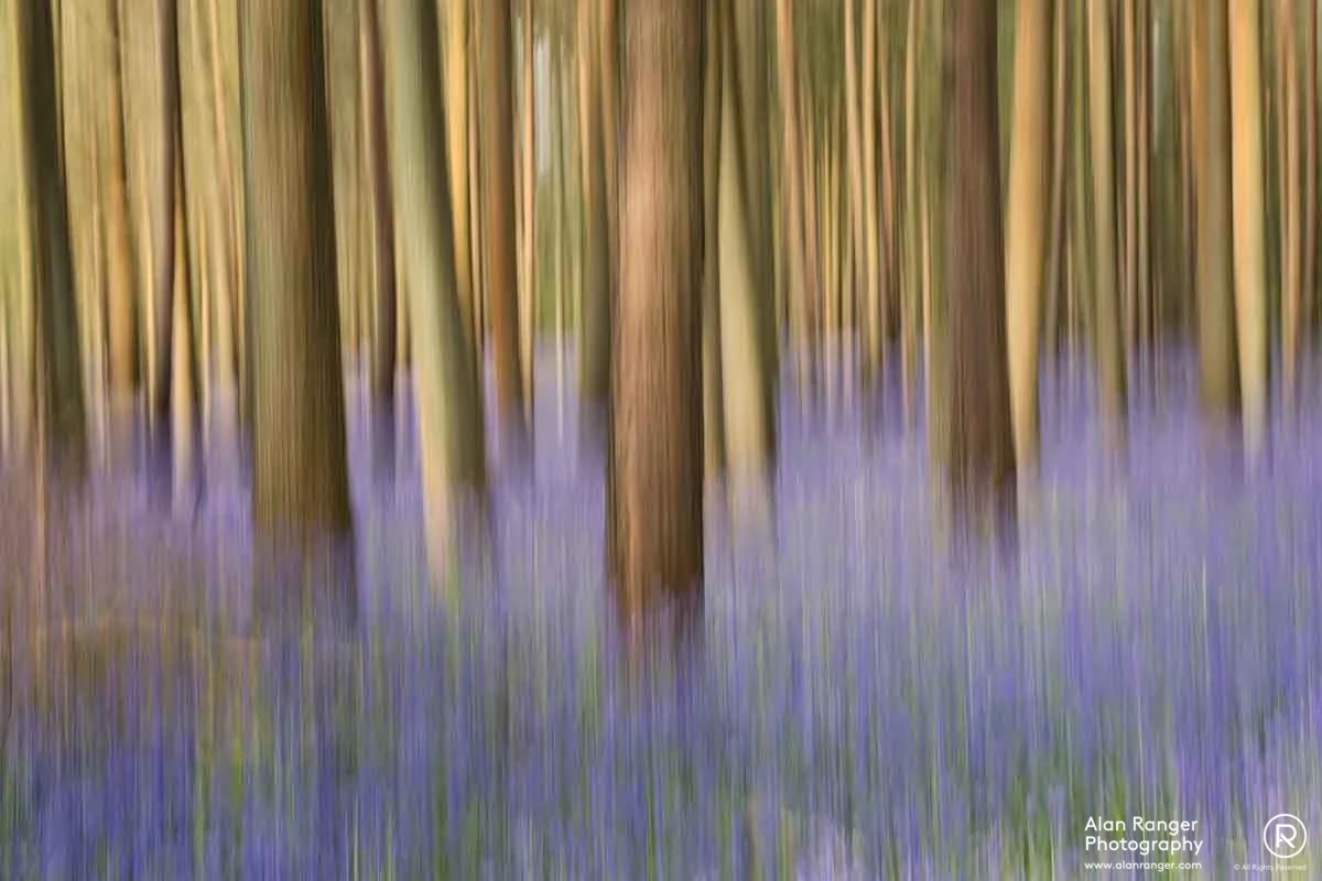 bluebells 10