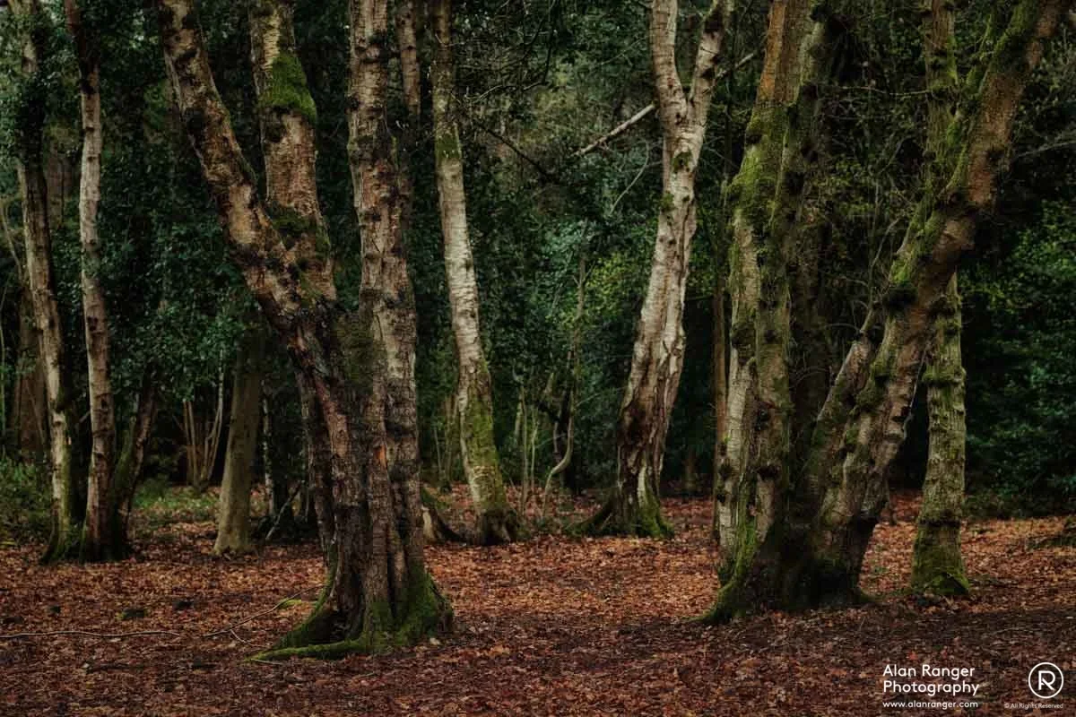 clowes wood 4