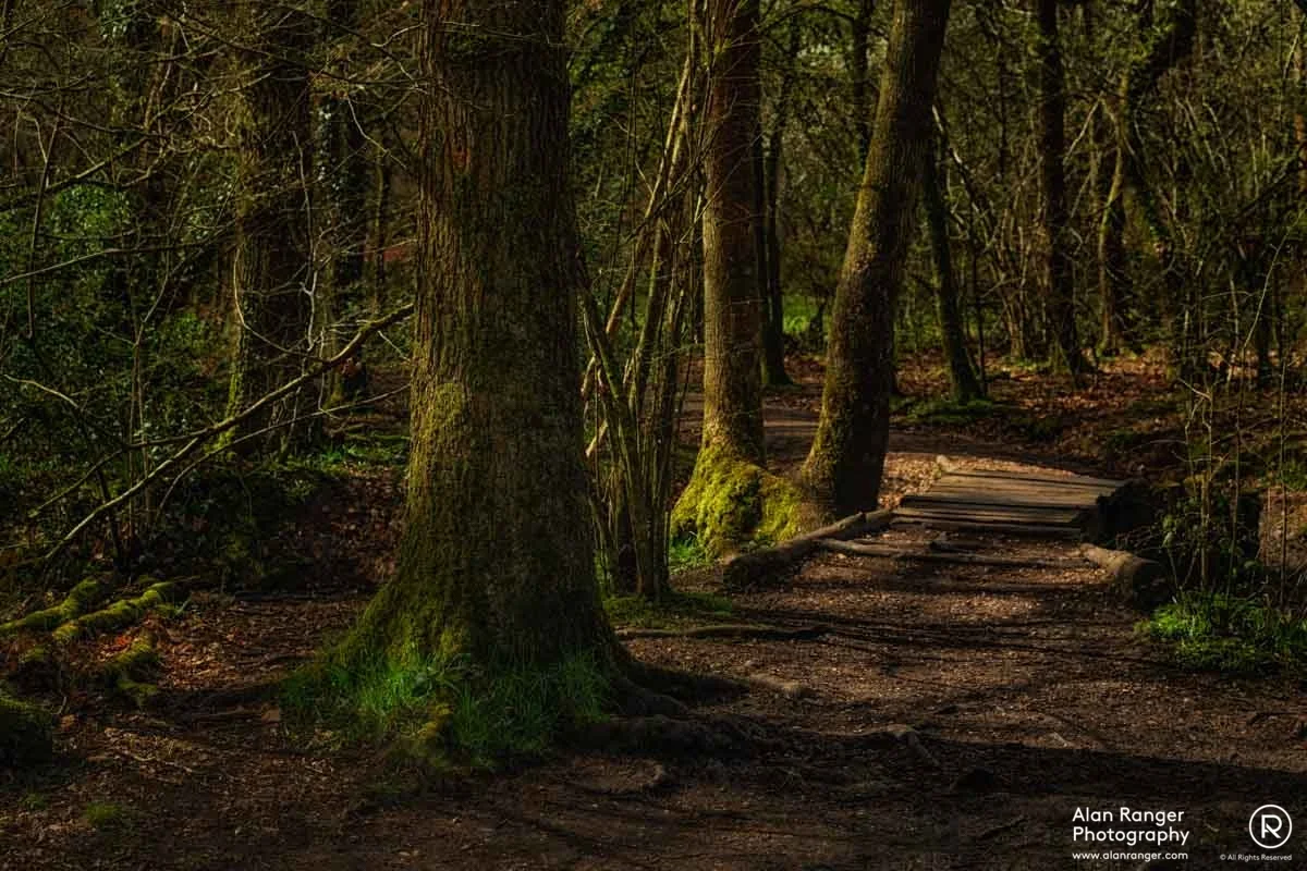 clowes wood 6
