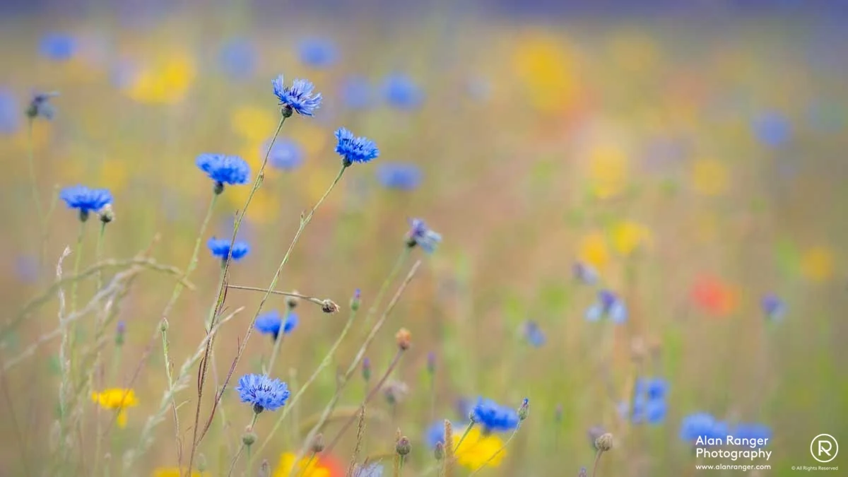 cornflower