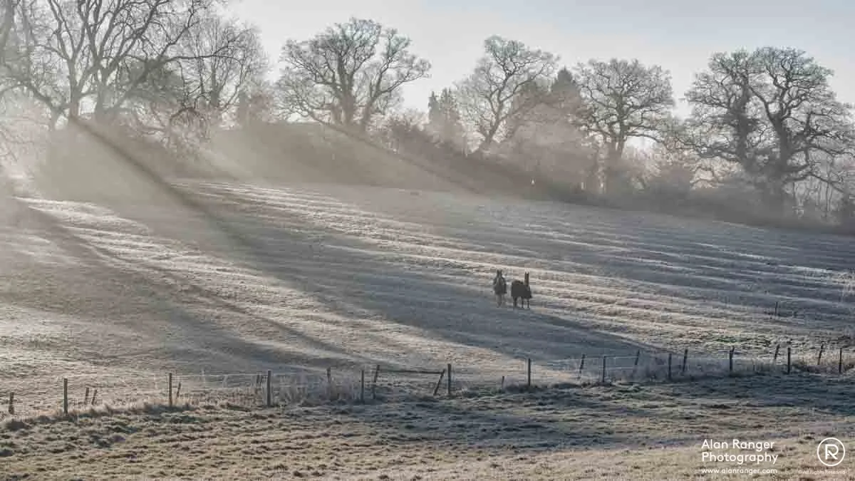 frosty grazing