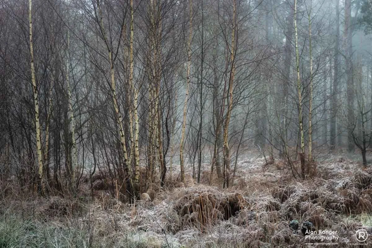 Hay Woods - 4