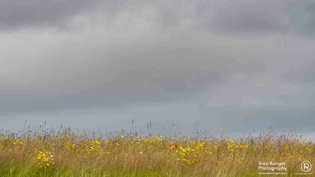 meadow