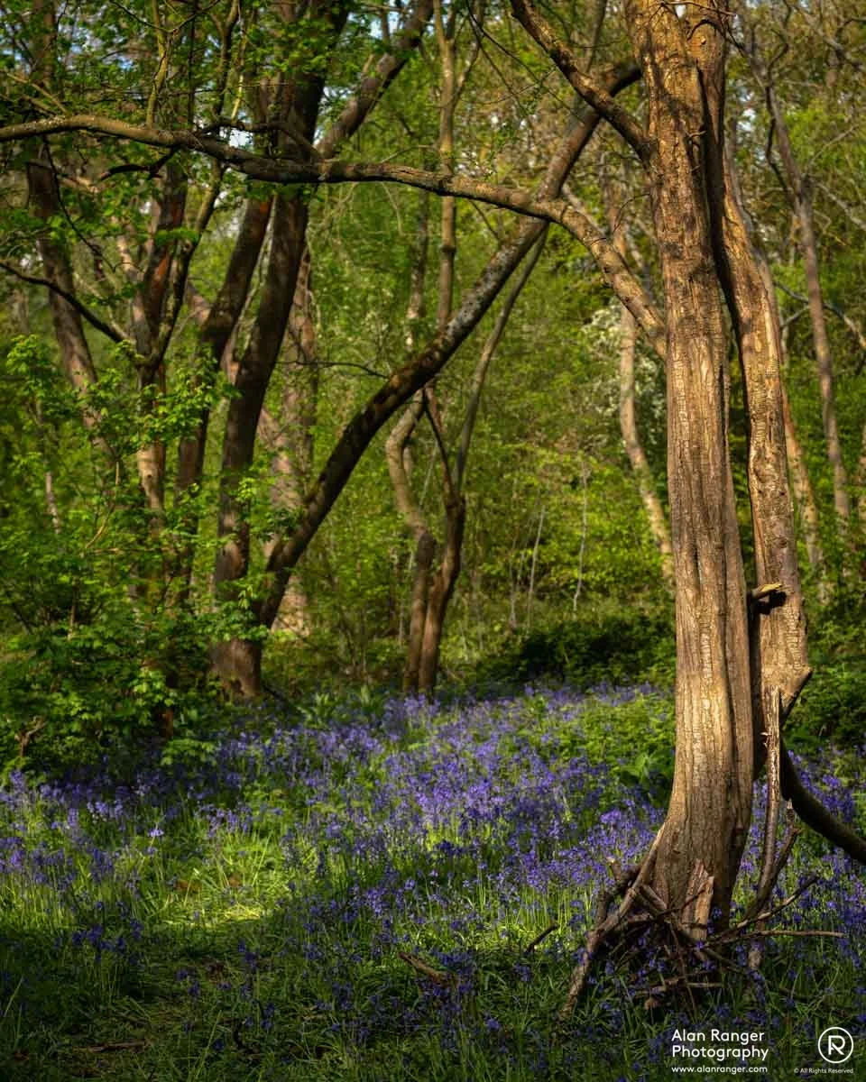 Millisons Wood 2