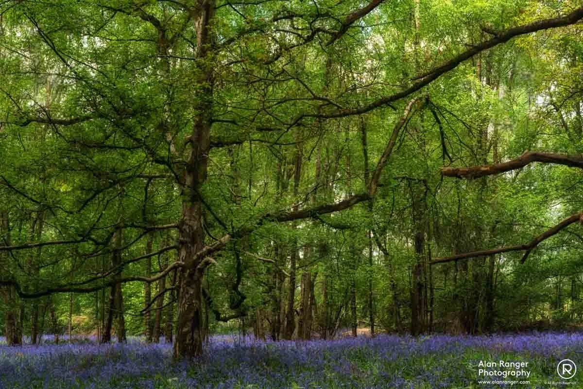 Millisons Wood 9
