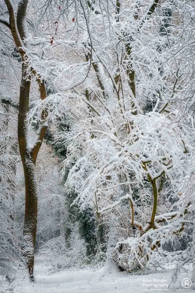 Plants Hill-Pig Wood 1