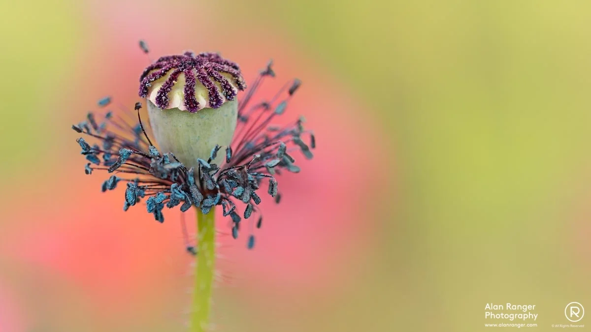 poppy seed head