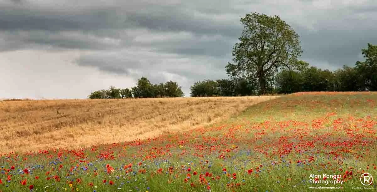 poppy stripe