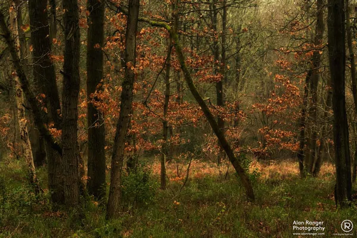 rough hill woods 3