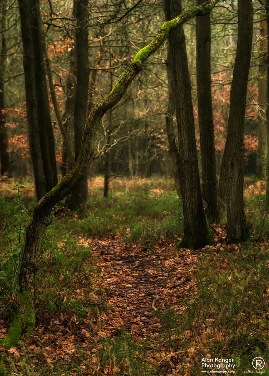 rough hill woods 5