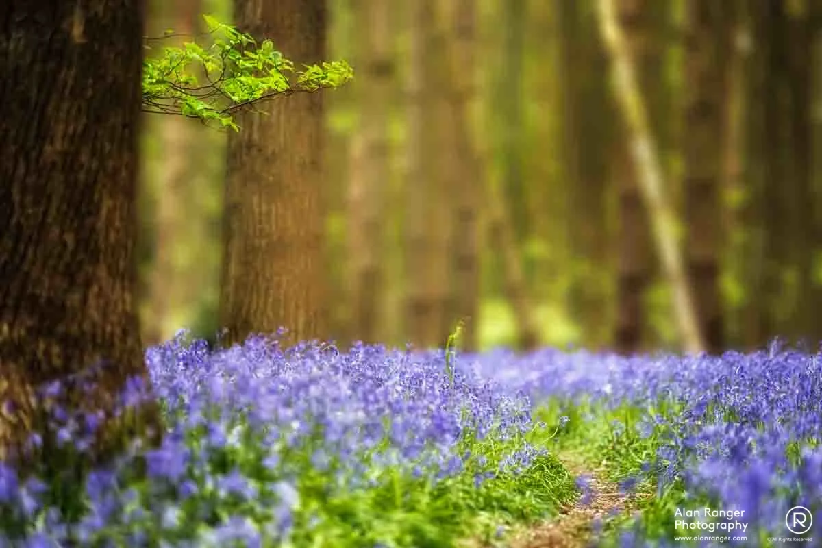 Spring Growth
