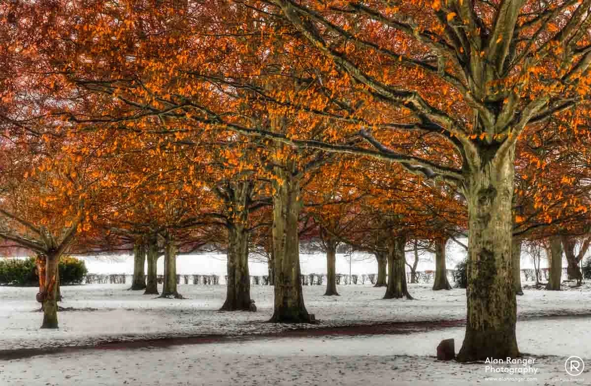 winter at the park