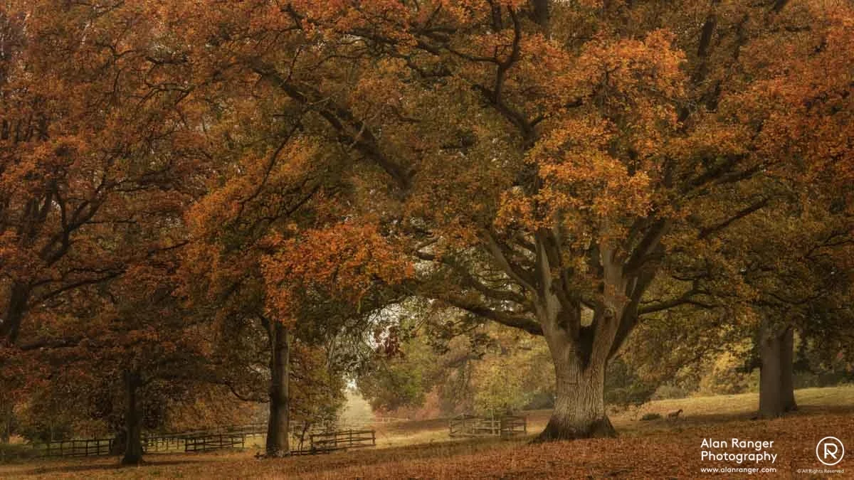 autumn hues