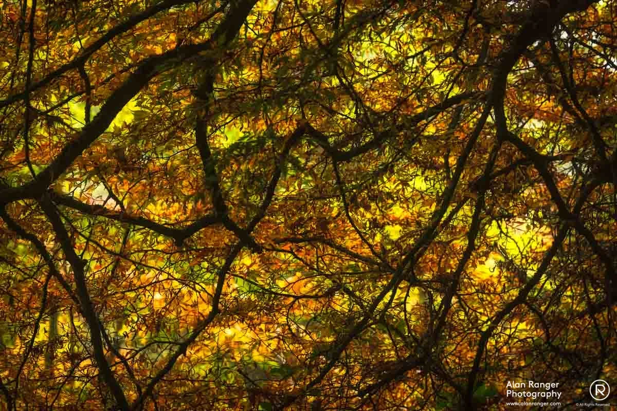 autumn window