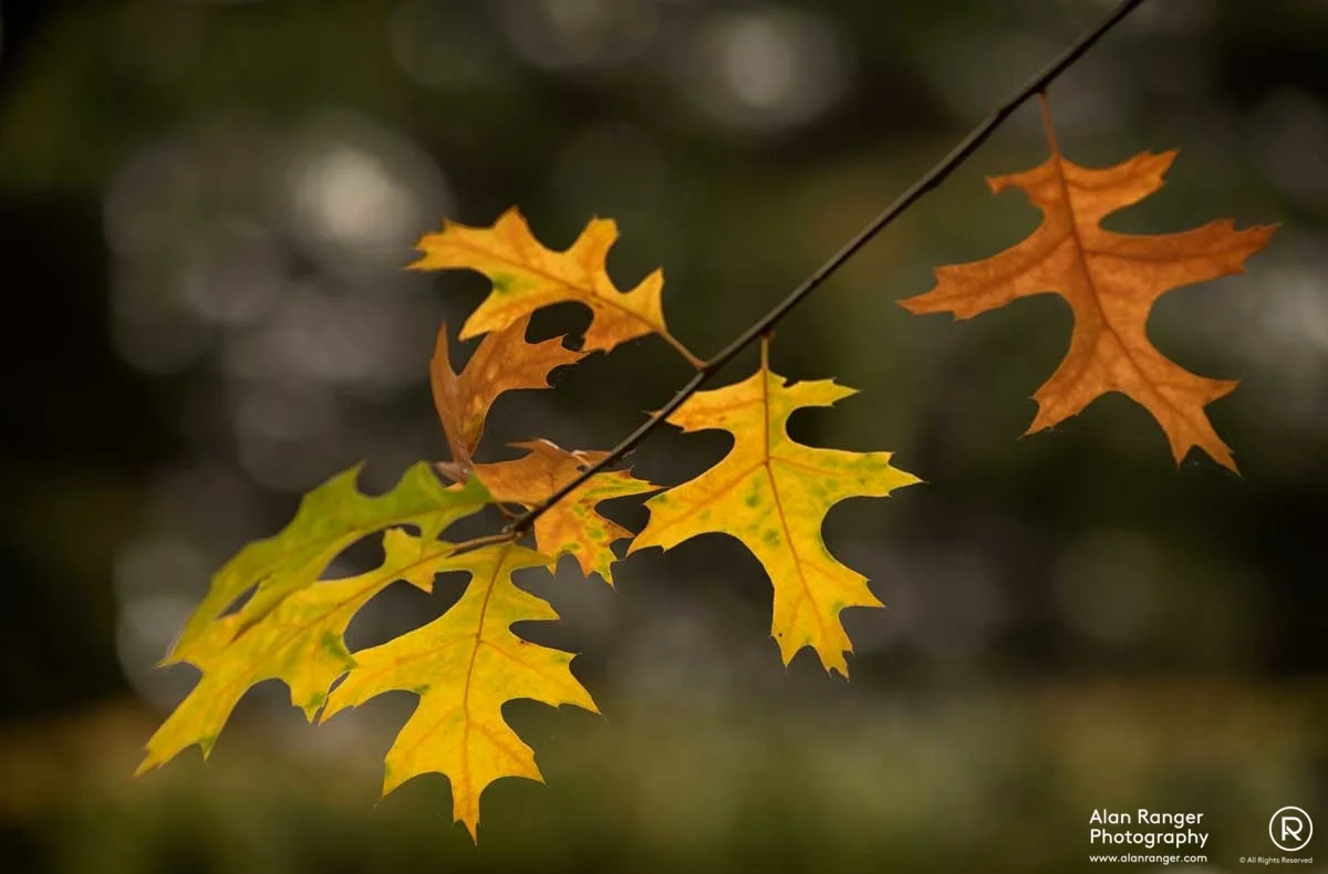 batsford autumn 4