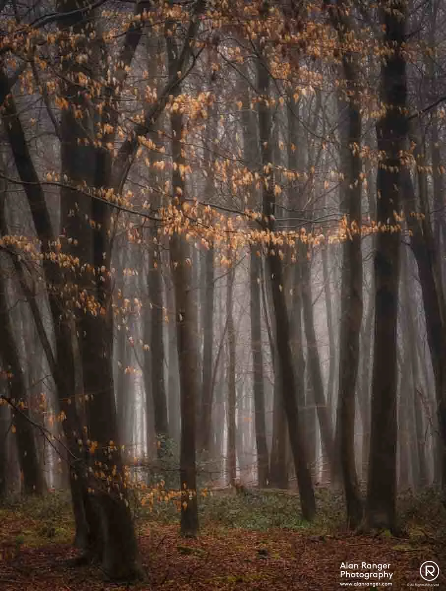 beech wander