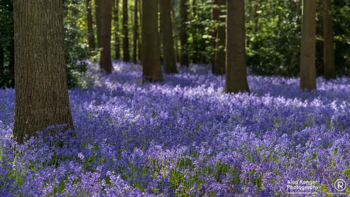 bluebell woodlands