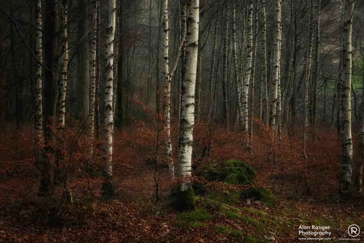 grasmere birch 1