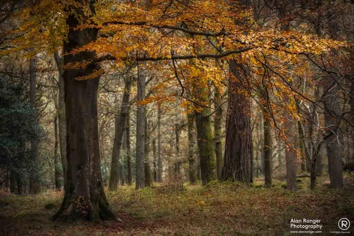 manesty woods
