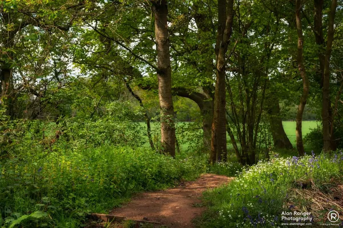 Millisons Wood 4
