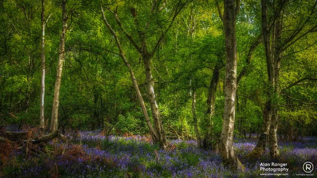 Millisons Wood 7