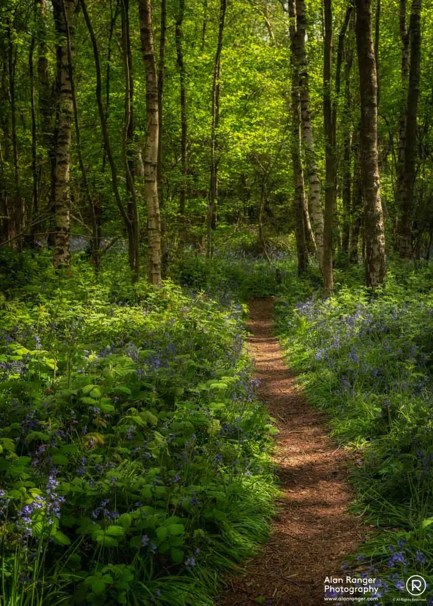 Millisons Wood 8