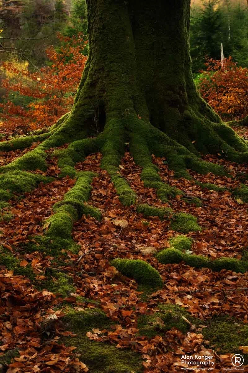 roots