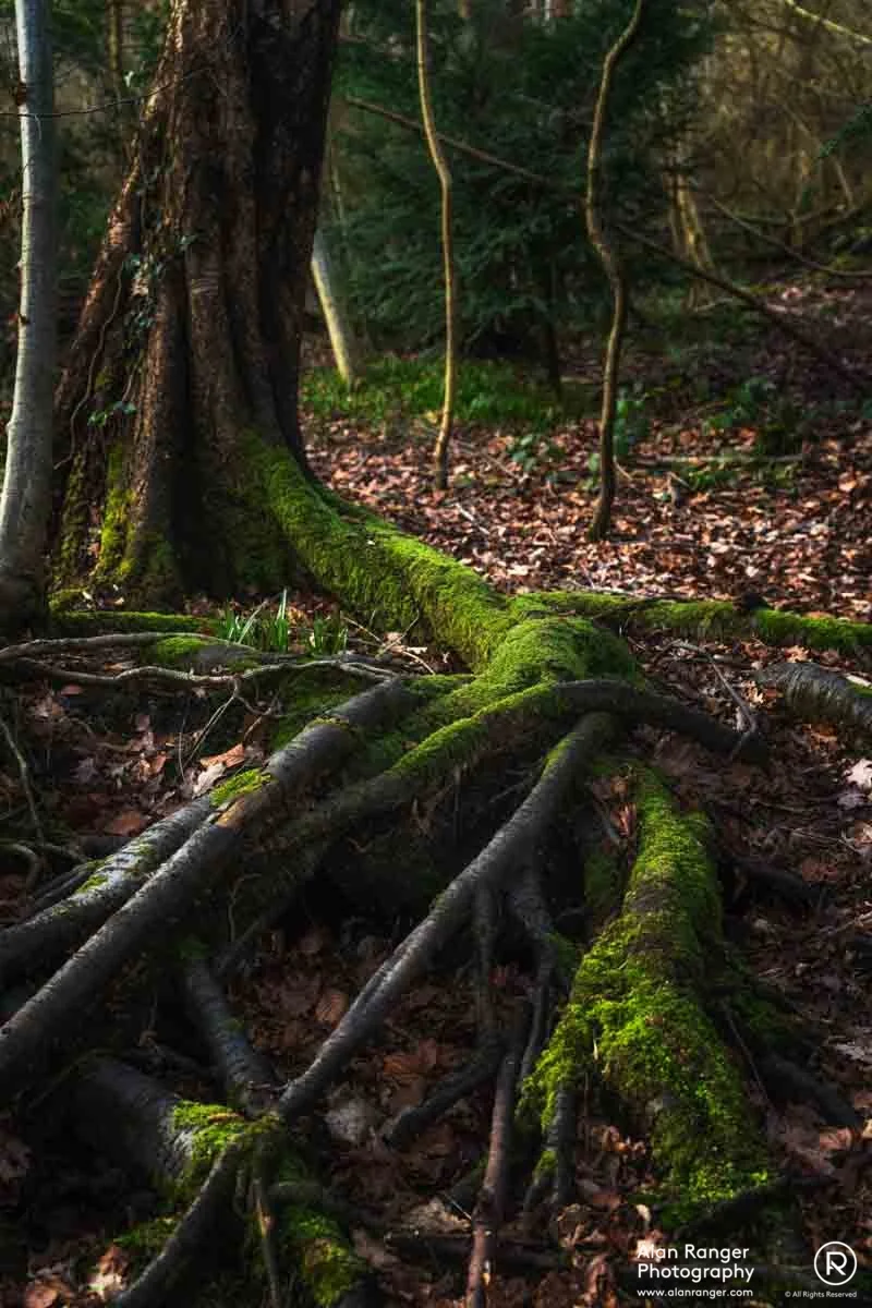 roots