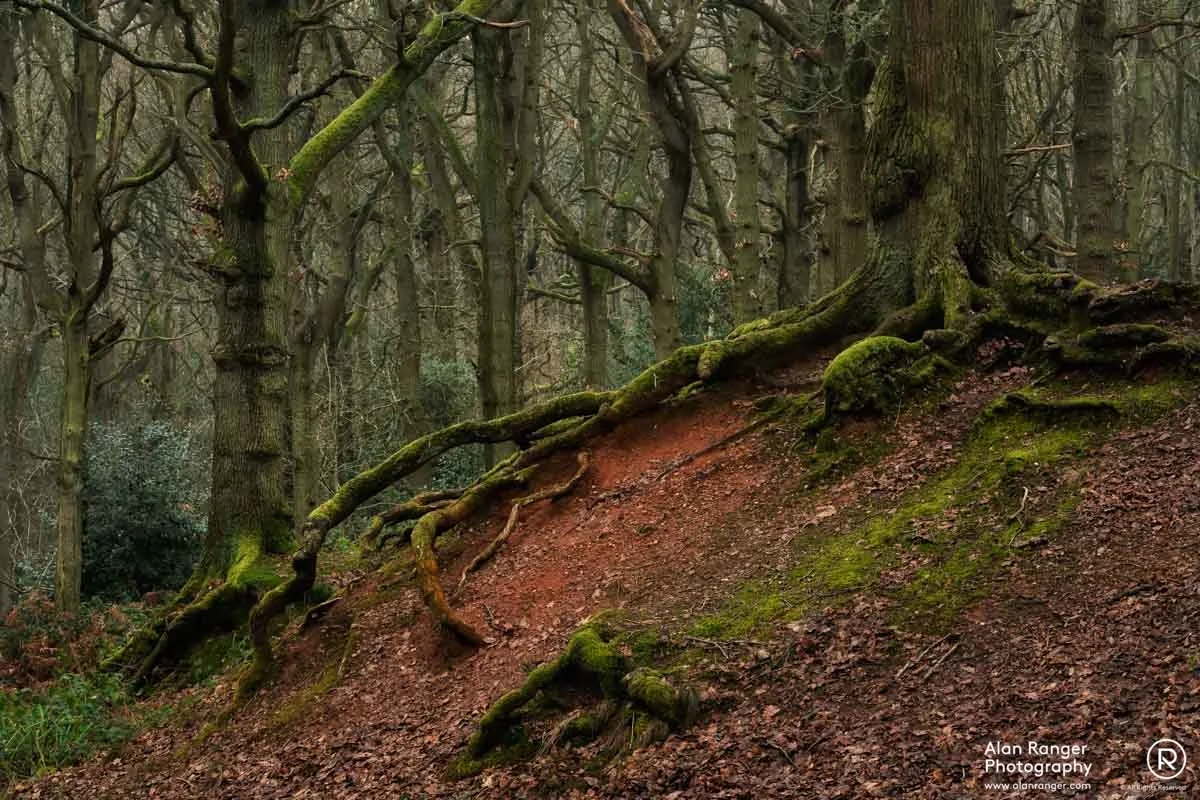 rough hill woods 7