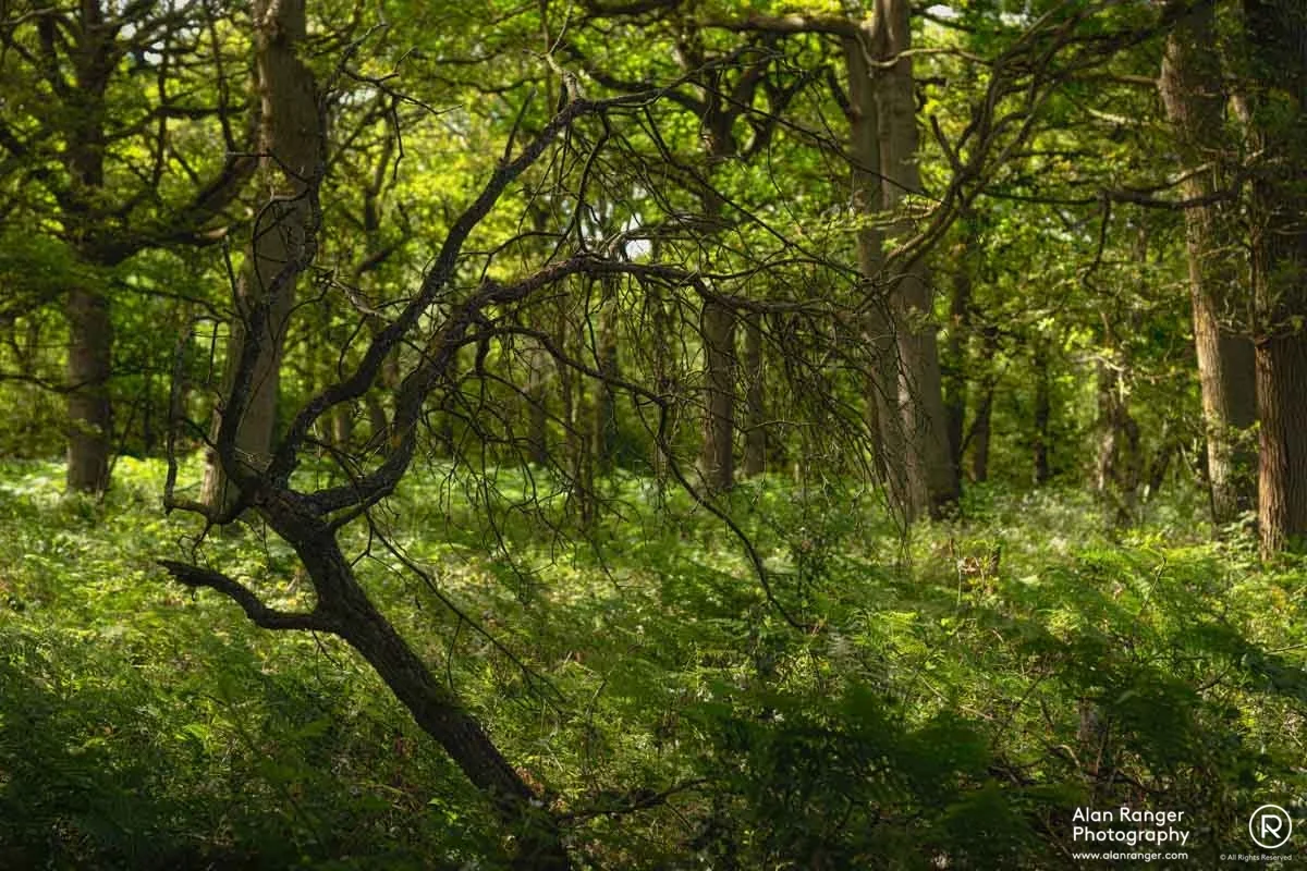 Ryton Woods 1