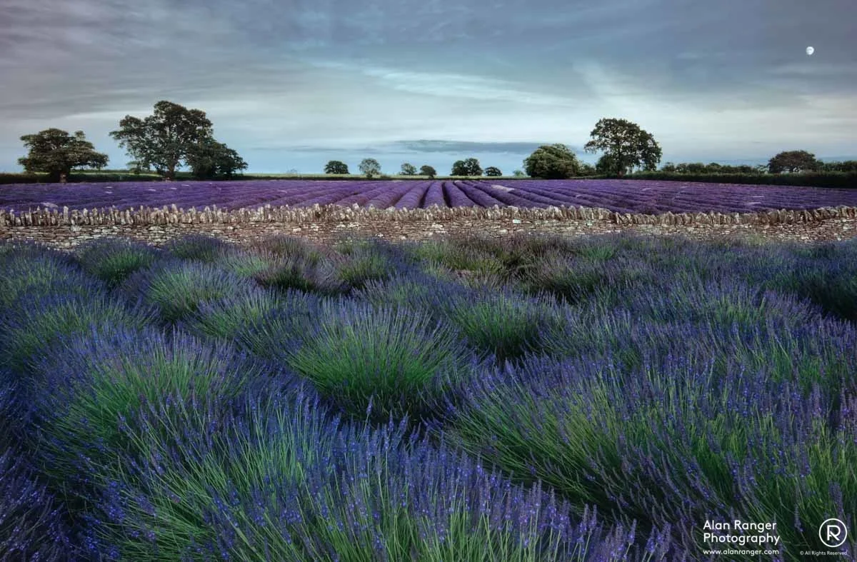 lavender dusk