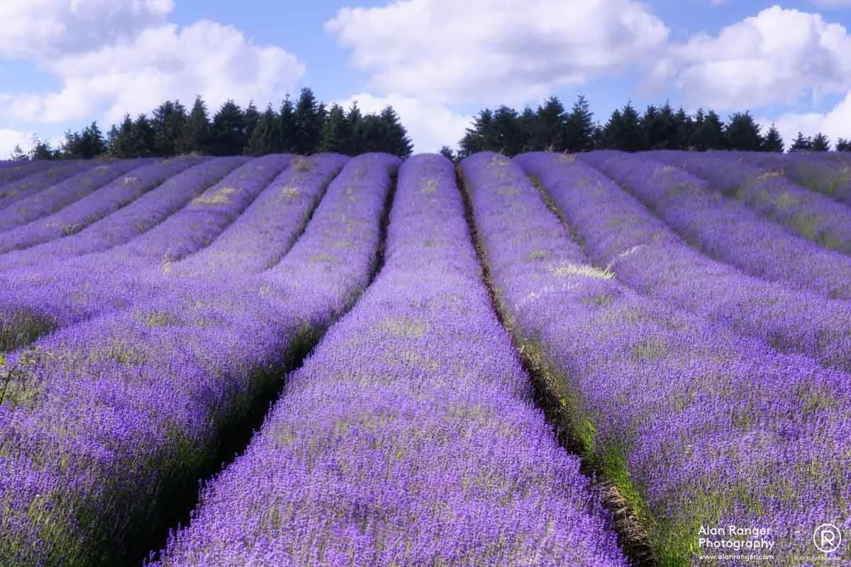 lavender slides