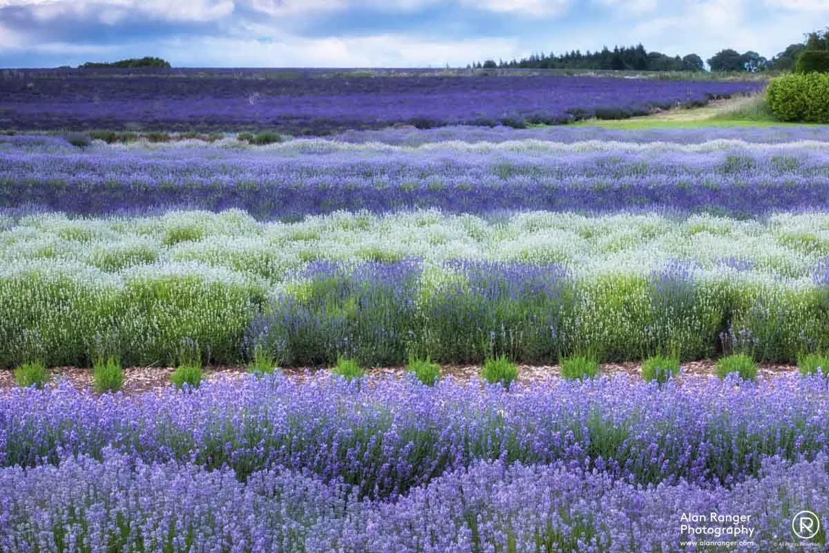 lavender stripes